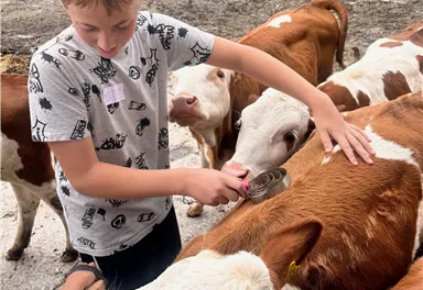 Ein Junge bürstet eine Kuh auf einem Bauernhof. Im Hintergrund sind mehrere Kuhherden und grünes Gras zu sehen.