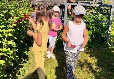 Kinder pflücken Beeren in einem Garten. Die Sonne scheint und sie haben Spaß bei der Ernte.
