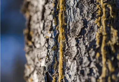 A tree trunk with rough bark is visible. On the surface, resin-like lines in yellow color run.