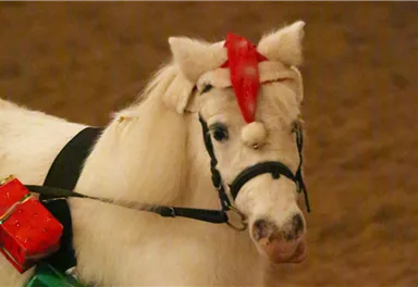 Ein kleines, weißes Pony trägt einen festlichen Kopfschmuck und hat ein Geschenk auf dem Rücken. Es steht in einer warmen Umgebung.