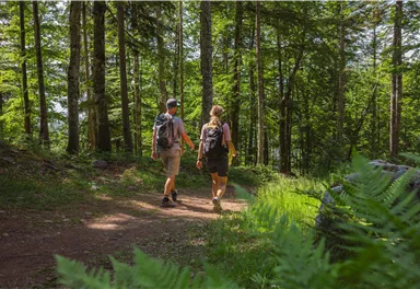 A green meadow with various grasses and plants. Water droplets sparkle on the leaves.