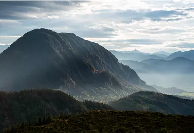 Herbstliche Blätter in warmen Gelbtönen hängen an einem Zweig. Das Licht strahlt sanft durch die Blätter.