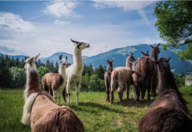 Eine Gruppe von Lamas steht auf einer grünen Wiese. Im Hintergrund sind Berge und ein blauer Himmel zu sehen.