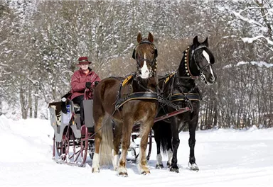 Ein Pferdeschlitten steht im Schnee, gezogen von zwei Pferden. Die Person im Schlitten trägt Winterkleidung und genießt die winterliche Landschaft.