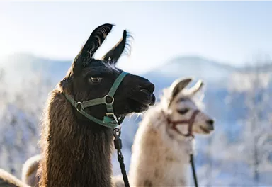 Two llamas stand in a wintry landscape. In the background, gentle hills and a blue sky can be seen.