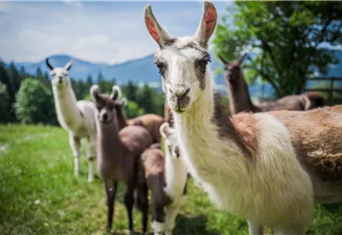 Eine Gruppe von Lamas auf einer grünen Wiese. Im Hintergrund sind Bäume und Berge zu sehen.