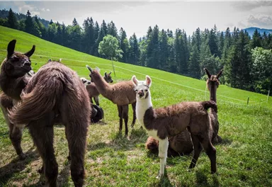 Eine Gruppe von Lamas steht auf einer grünen Wiese. Im Hintergrund sind Bäume und Hügel zu sehen.