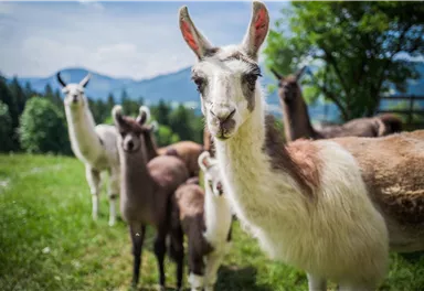 A group of lamas on a green meadow. In the background, trees and mountains can be seen.