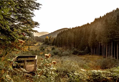 Eine ruhige Waldlandschaft mit hohen Tannen und sanften Hügeln im Hintergrund. Im Vordergrund steht eine kleine Holzplattform, umgeben von Natur.
