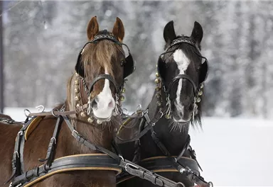 Zwei elegante Pferde stehen nebeneinander im Schnee. Sie tragen Geschirre mit hübschen Verzierungen.