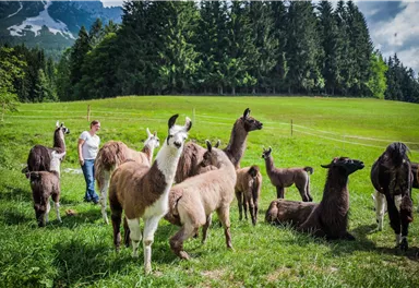 Eine Gruppe von Lamas steht auf einer grünen Wiese mit Bäumen im Hintergrund. Ein Mensch kümmert sich um die Tiere am sonnigen Tag.