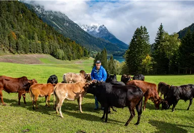 A person is standing in a green meadow surrounded by cows. In the background, mountains and trees can be seen.