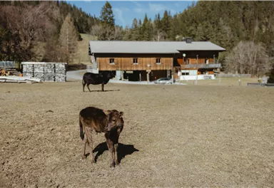 A rural scene featuring a calf standing in a meadow, with a wooden house in the background. The surroundings are green and surrounded by gently rolling hills.