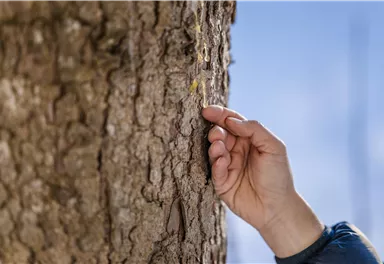 Zwei Personen wandern auf einem grünen, bewaldeten Hügel. Im Hintergrund sind Berge und ein blauer Himmel zu sehen.