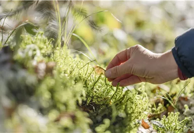 A hand gently touches the green moss on the ground. Blurred natural details can be seen in the background.