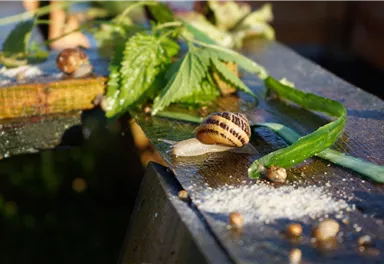 Eine Schnecke kroch über eine feuchte Holzoberfläche. Um sie herum liegen frische Pflanzenreste und kleine Körner.