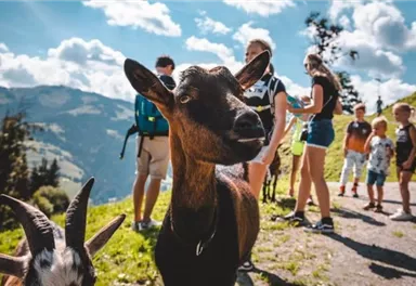 A herd of goats on a hiking path in the mountains. In the background, there are people enjoying nature.