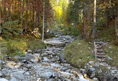 Ein klarer Bach fließt durch einen Wald mit bunten Herbstblättern. Im Hintergrund sind grüne Bäume und Felsen sichtbar.