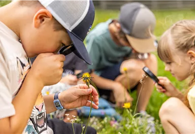Eine Gruppe von Kindern untersucht Blumen auf einer Wiese. Sie nutzen Lupe und andere Hilfsmittel, um die Natur zu erforschen.