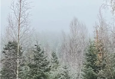 A foggy forest with tall trees, partially covered in snow. The atmosphere feels calm and mysterious.