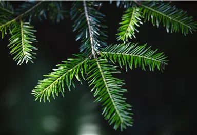 The close-up of green fir branches shows detailed needles. The background is dark, which highlights the colors of the leaves.