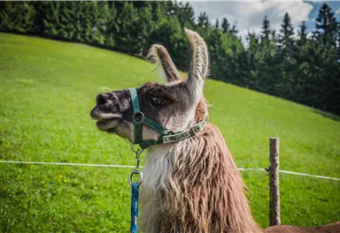 Ein Lama mit einem Halfter steht vor einer grünen Wiese. Im Hintergrund sind Bäume und ein blauer Himmel zu sehen.