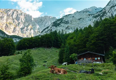 Eine idyllische Alm mit Kühen, umgeben von grünen Wiesen und majestätischen Bergen. Im Hintergrund steht ein gemütliches Holzhaus unter einem klaren Himmel.