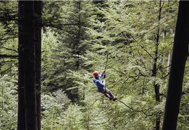 A person swings on a rope between trees in a forest. The surroundings are green and lush, with many leaves and plants.