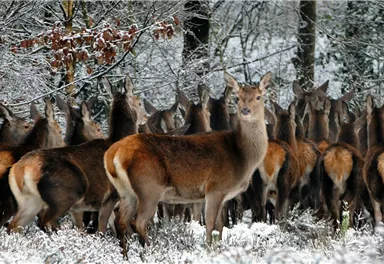 A group of deer stands in the snowy forest. The landscape is calm and wintry with snow on the trees.