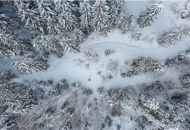 Eine schneebedeckte Landschaft mit hohen Tannenbäumen. Ein kurvenreicher Weg verläuft durch die weiße Winterlandschaft.