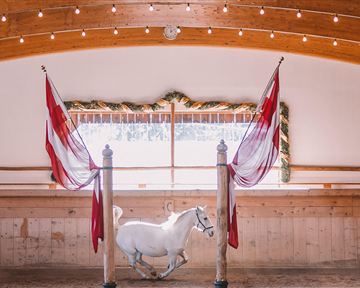 Ein weißes Pferd läuft in einer Reithalle. Im Hintergrund sind festliche Dekorationen und zwei rote Fahnen zu sehen.