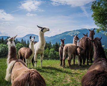 Eine Gruppe von Lamas steht auf einer grünen Wiese. Im Hintergrund sind Berge und ein blauer Himmel zu sehen.