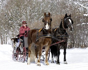 Ein Pferdeschlitten steht im Schnee, gezogen von zwei Pferden. Die Person im Schlitten trägt Winterkleidung und genießt die winterliche Landschaft.