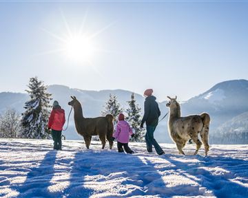 Eine Familie geht mit Lamas durch eine schneebedeckte Landschaft. Die Sonne scheint hell am klaren Himmel über den Bergen.