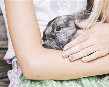 A girl is holding a gray rabbit in her arms. She is wearing a simple top and a skirt with a floral pattern.