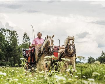 A man drives a horse-drawn carriage through a blooming meadow. The sky is cloudy and the landscape is green and vibrant.
