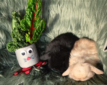 Zwei Kaninchen liegen entspannt auf einem weichen, grünen Teppich. Neben ihnen steht ein Pflanztopf mit Augen, der mit Gemüse dekoriert ist.
