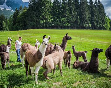 Eine Gruppe von Lamas steht auf einer grünen Wiese. Im Hintergrund ist ein Wald und hügelige Landschaften zu sehen.