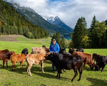 A person is standing in a green meadow surrounded by cows. In the background, mountains and trees can be seen.