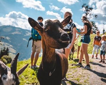 A herd of goats on a hiking path in the mountains. In the background, there are people enjoying nature.