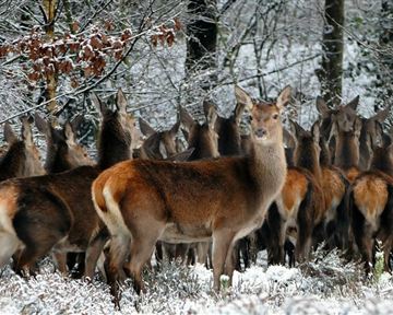 Eine Gruppe von Rehen steht im verschneiten Wald. Die Landschaft ist ruhig und winterlich mit Schnee auf den Bäumen.