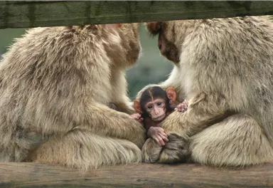 Drei Affen sitzen zusammen und halten ein kleines Affenbaby. Das Baby sieht neugierig zwischen den beiden Erwachsenen hervor.