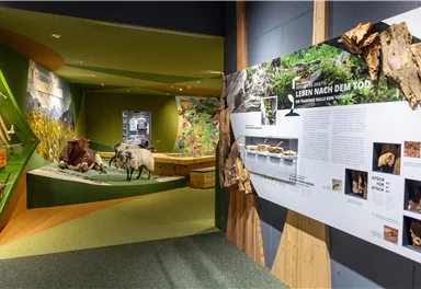 An exhibition room with information about the animal world after death. On the left, there are animal models and an informative wall panel.
