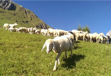A herd of sheep on a green meadow. In the background, mountains and a clear sky can be seen.