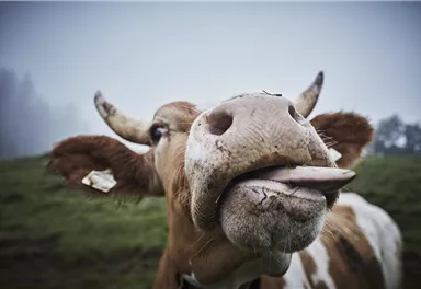 A cow stands in a meadow and sticks out its tongue. The background is foggy and has a rural feel.