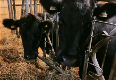 Two black cows are standing in a barn and are eating hay. Feeding troughs are visible in the background.