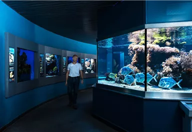 A visitor walks past large aquariums. The aquariums showcase colorful fish and corals in a blue-lit room.