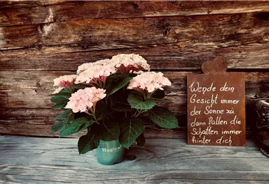 A beautiful flower pot with pink hydrangeas is on a wooden table. Next to it is a sign with an encouraging message.