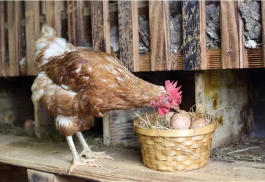 A hen is pecking in a basket with eggs. The basket is on a wooden surface in a barn.