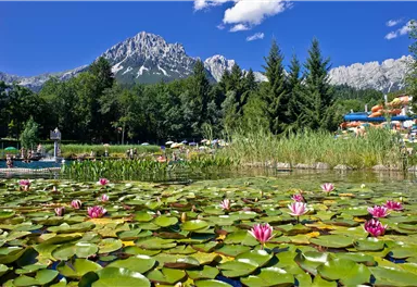A picturesque landscape with a pond full of water lilies and impressive mountains in the background. The sky is clear and blue.